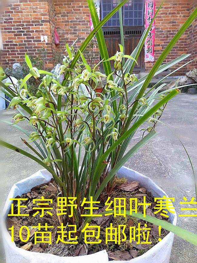 一村民曾因下山兰被判3缓3,为何还不住手!_兰花
