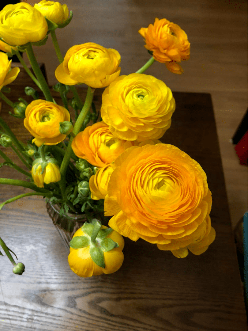 原创不可多得的贵气花有八方来财的好兆头养在家里大气上档次