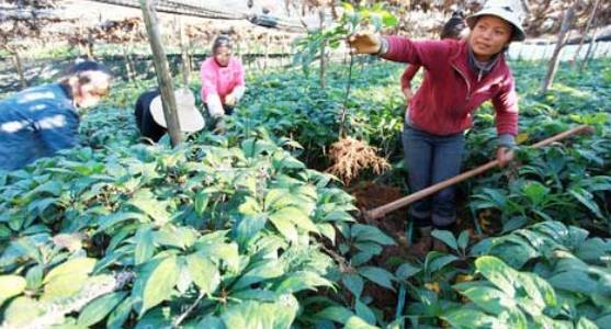 标准|三七粉品牌推荐，首选安全无公害的养立方金三七