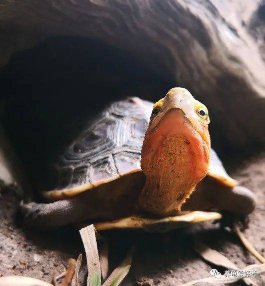心心念念的龟高背细纹怎么培养?_水龟