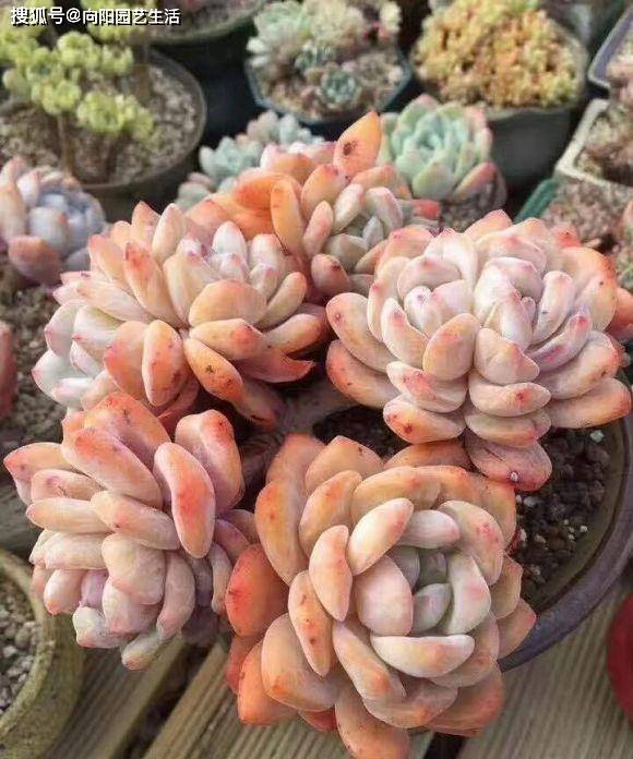 一棵好多肉 全靠大环境 室内的多肉为啥徒长 就是缺光照 状态 一棵好多肉 全靠大环境 室内的多肉为啥徒长 就是缺光照 状态