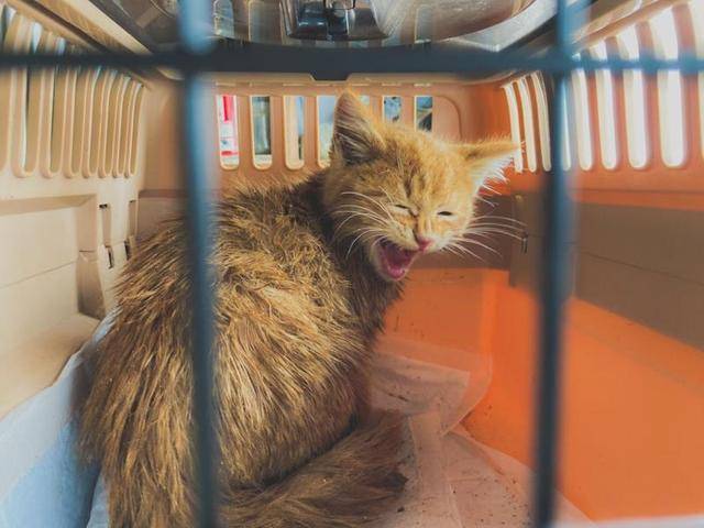 小猫被困积雪喊“救命”，暖男花3小时救猫，猫：都怪你动作太慢