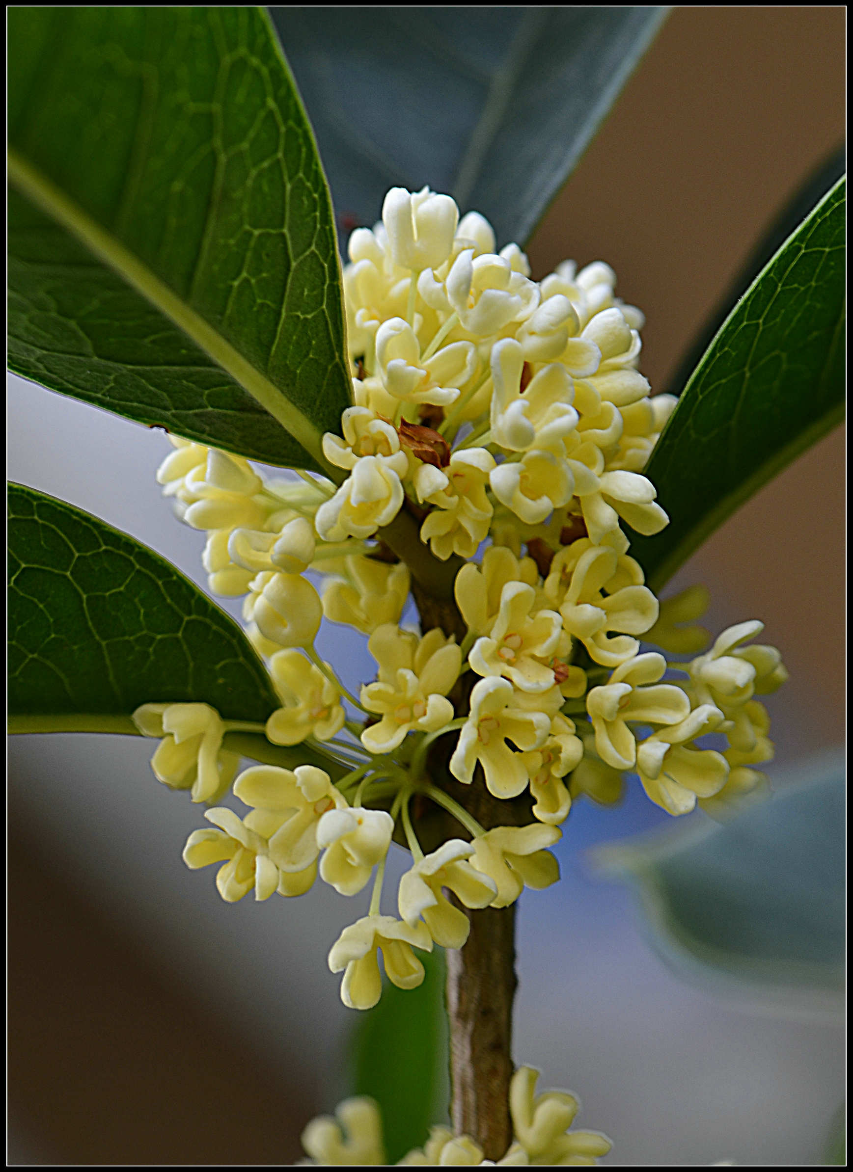 温肺化饮—桂花