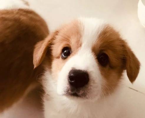 因为柯基犬小的时候太萌了，都忍不住想捏一捏，摸一摸