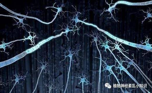 植物神经功能紊乱的病因不外内因与外因两个方面辩证_临床_大脑_进行