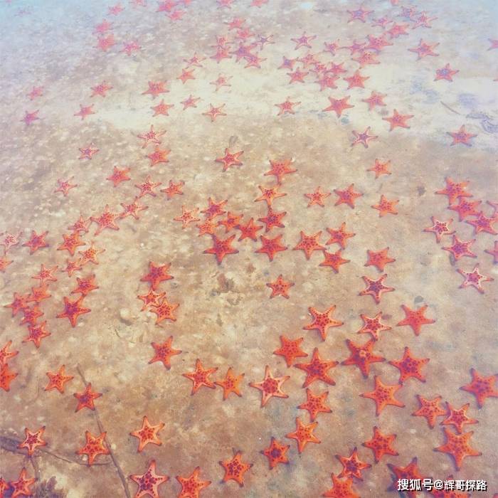 来少有人知的新晋网红免签海岛，吃海鲜大餐，与海星一起拍照