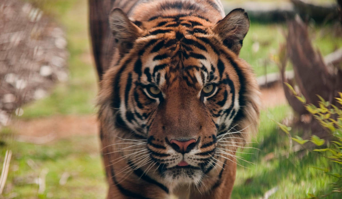 湖南 百虎围村 事件始末 上个世纪的华南虎真的能聚集上百头 老虎 我国 人类