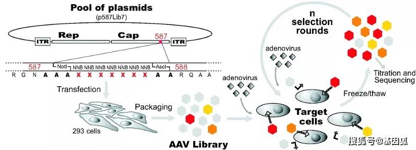 開發新型aav載體,打開基因治療之窗_病毒_基因組_肝臟