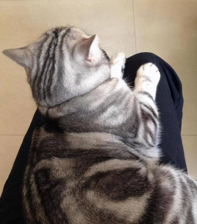 美国短毛猫有这些表现，说明已经u201c成熟懂事u201d了_猫咪_主人_猫砂- 全网搜