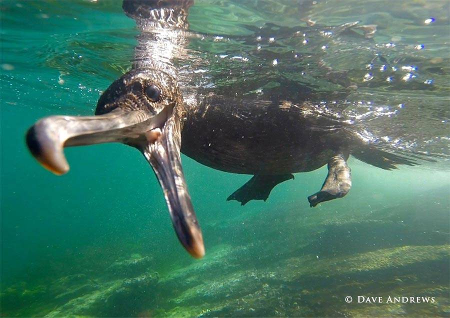 原创鸬鹚在水下视力并不好,怎么捕鱼?专家:它们还有另一种天赋