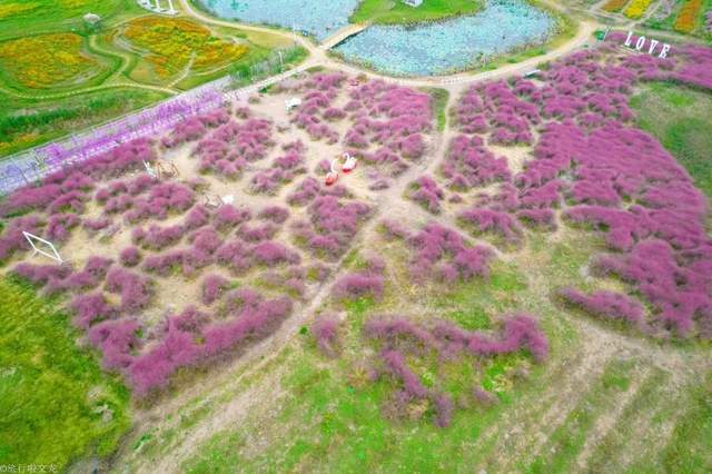 休闲地|淮北双楼花海你知道吗，和高岳现代示范区在一起，好大一片好漂亮