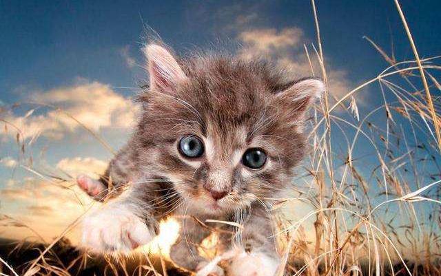 剧情|《当家主母》疑有虐猫剧情？剧方回应后却被萌宠博主质疑