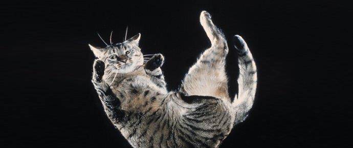 剧情|《当家主母》疑有虐猫剧情？剧方回应后却被萌宠博主质疑