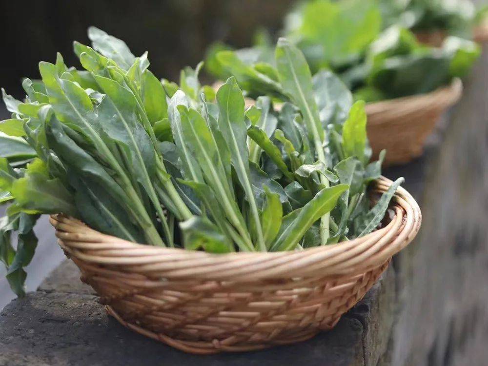 它是家喻户晓的药材,根部极为珍贵,叶子能当蔬菜吃,请认识一下_板蓝根