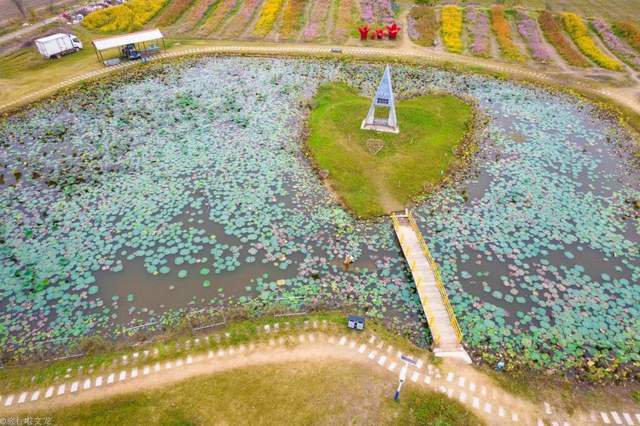 休闲地|淮北双楼花海你知道吗，和高岳现代示范区在一起，好大一片好漂亮