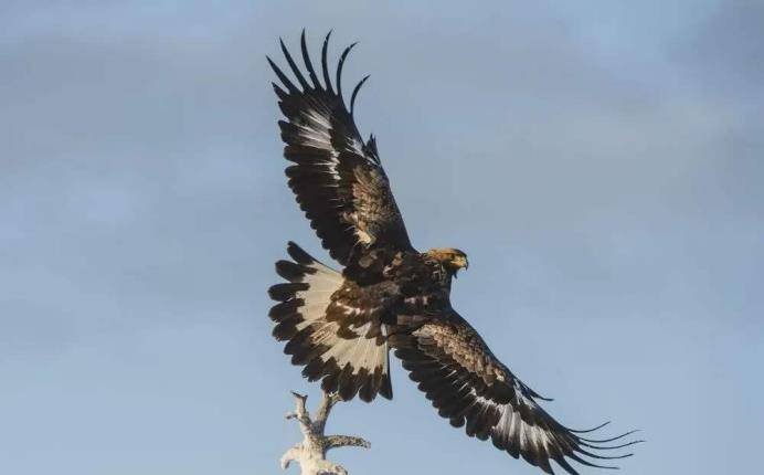 食谱|狼唯一的天敌,光听名字就让狼闻风丧胆,它的食谱中最爱吃的是狼