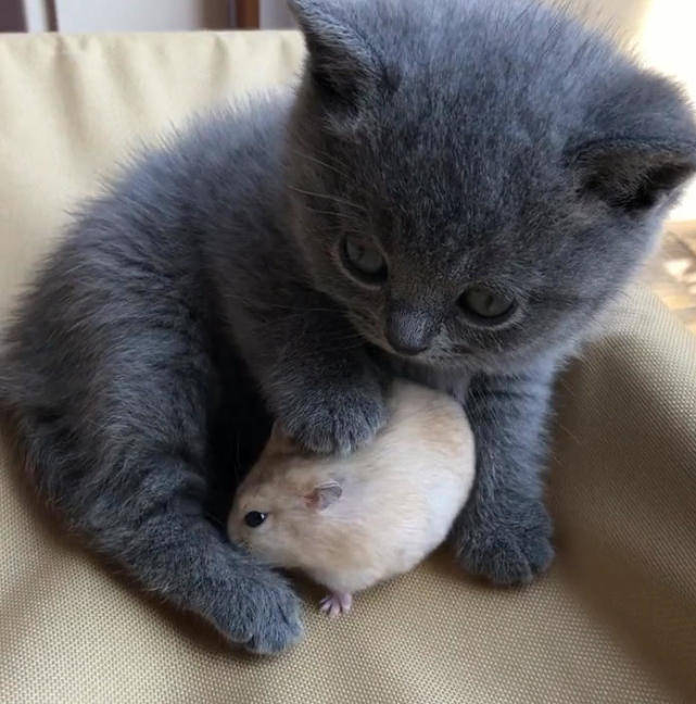 主人去买菜忘记把仓鼠关笼子里回家后看到猫咪举动很无语