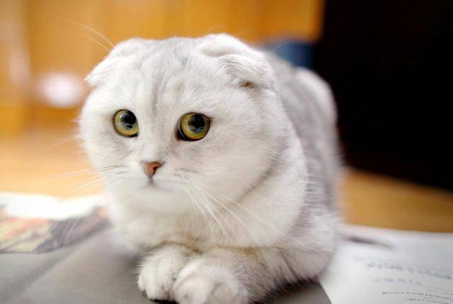 这7种猫成为流浪猫,基本上很难生存,养了就不要抛弃它! 这7种猫成为流浪猫,基本上很难生存,养了就不要抛弃它!