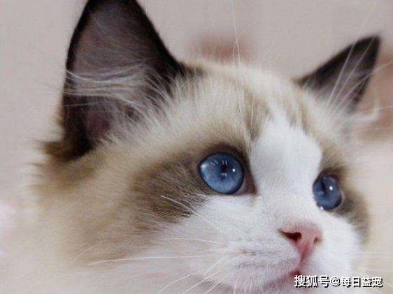 什么金渐层爱上布偶猫，还生了一窝谁也不像的崽，谁的锅？