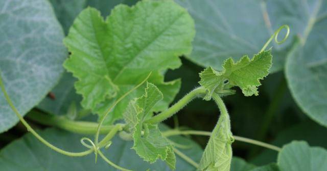 三叉草的功效与作用 6dff0b9d20b2402da01c2e9ef7a25446.jpeg