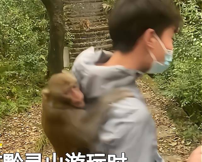 笑出鹅叫！贵州男子黔灵山被猴子黏背上，身体扭成麻花都甩不脱！
