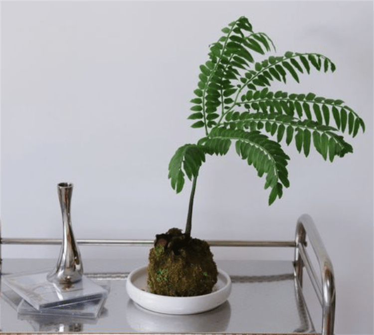 观音坐莲蕨养殖方法:盆栽注意4个要点,叶片青翠,茂盛