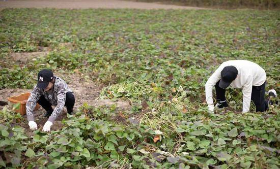 庄园 孙俪打卡水果庄园，穿卡通卫衣配紧身裤打扮年轻，偷吃柿子太可爱