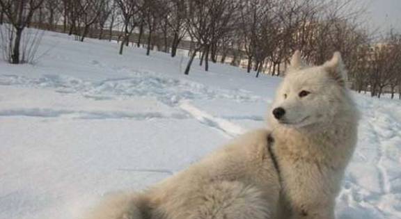 什么不同的狗狗看到雪，会有什么反应？网友：狗狗们可太有趣了