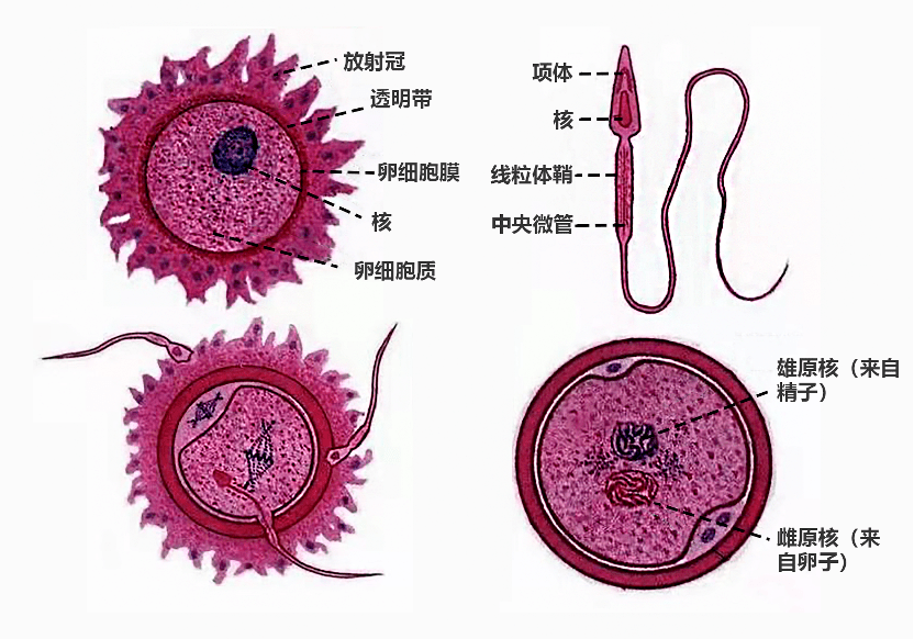 在輸卵管壺腹部與卵相遇後,精子頂體釋放頂體酶,溶蝕放射冠和透明帶的