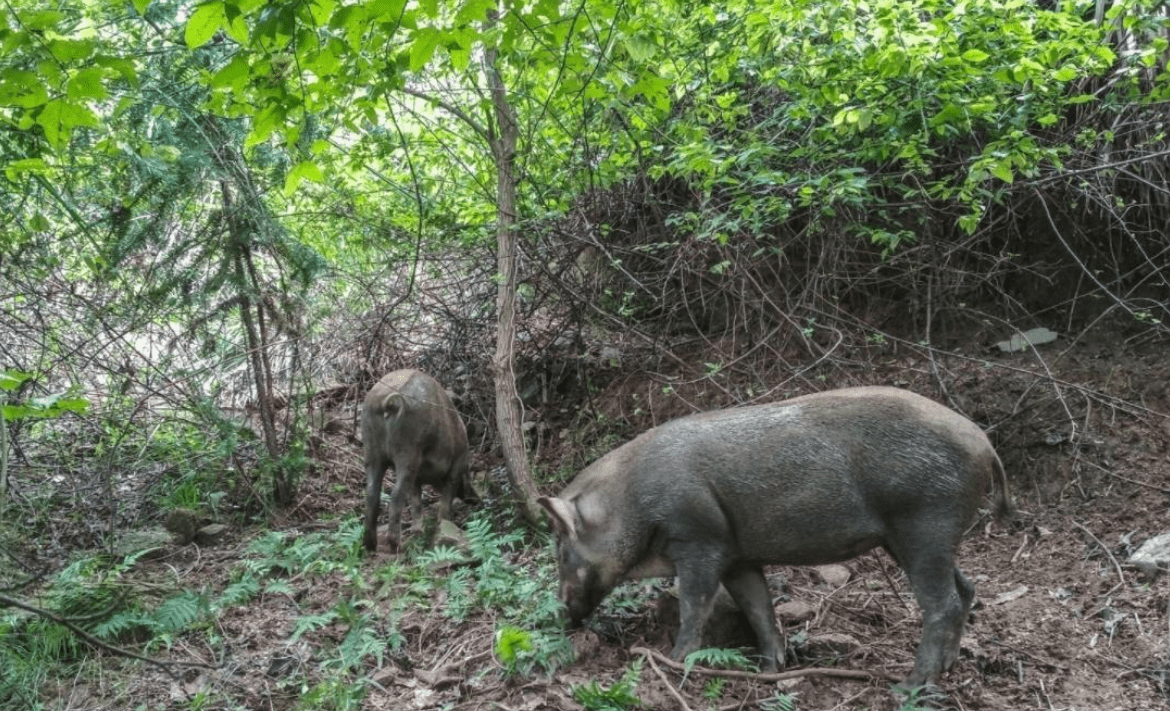 绵阳村民下套抓野猪圈养被查,人遇到怎么办?