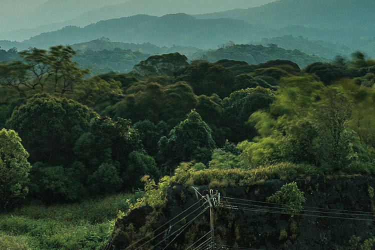 勐海茶区面积最大的古茶园有哪些?_茶树_茶山_布朗山古