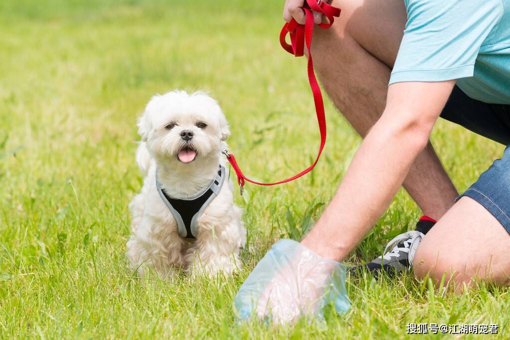 馬上2022年了,這10大文明養犬行為,你都做到了嗎_狗狗_生活_主人