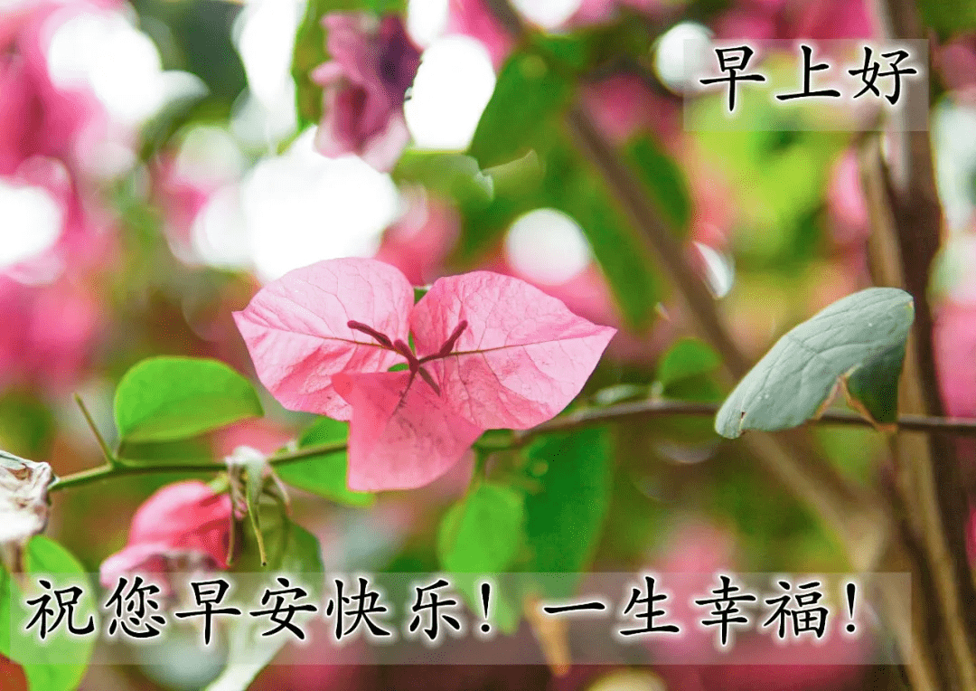 新的一天精挑细选的早晨好问候祝福图片带字,好看的早安图片带字