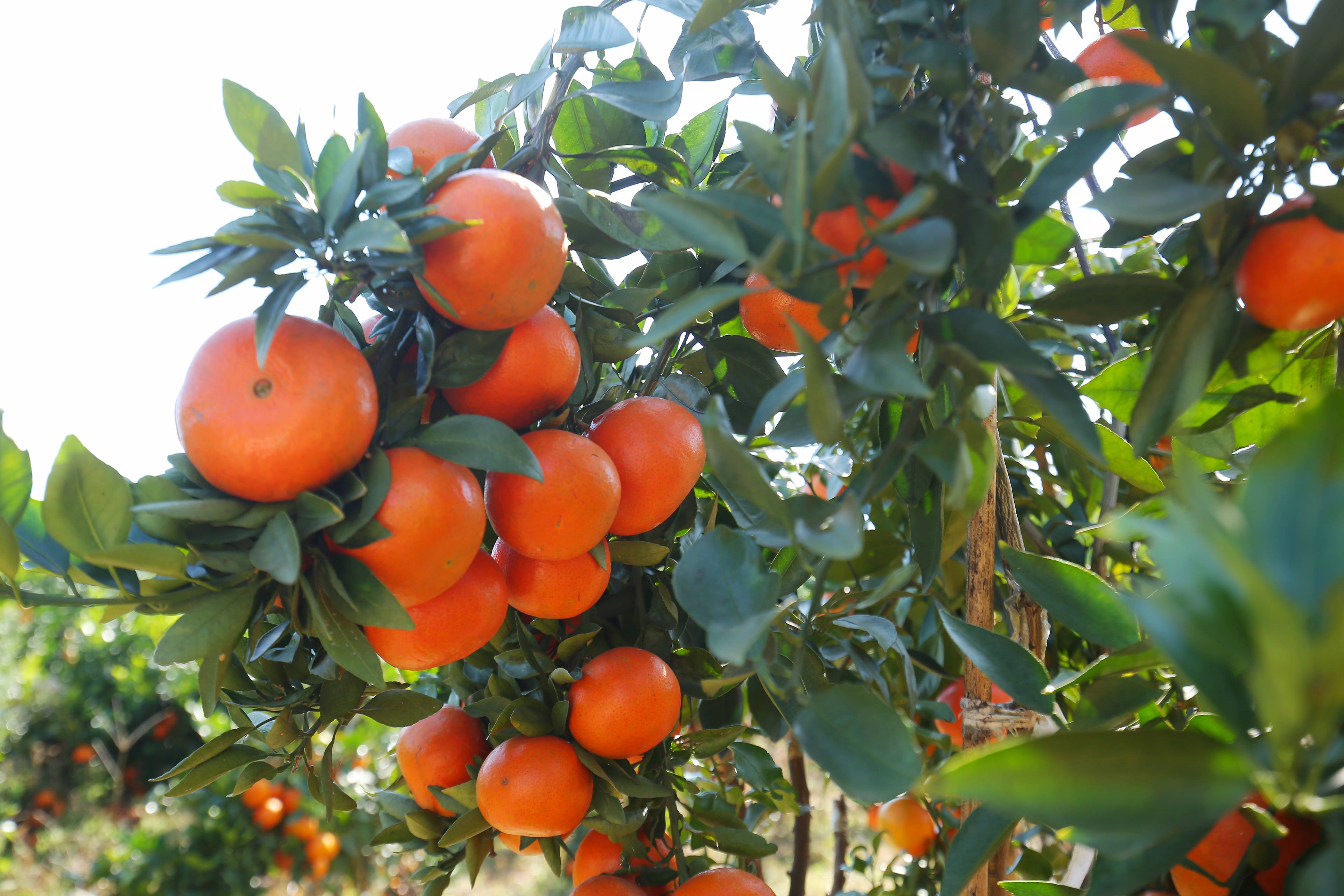 长沙市现代农业产业领军人才高端研修班开班,柑橘皇后