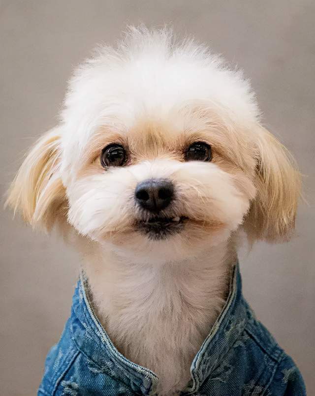 主人们分享了一波家里狗子拍的证件照,网友笑喷_by_照片_狗狗