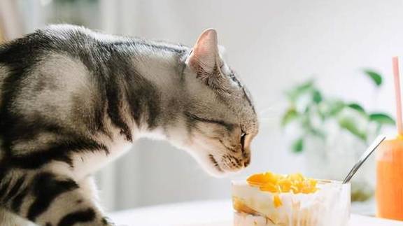 猫的寿命有长短 6df1529f045c4a0295db14c23db7f03a.jpeg