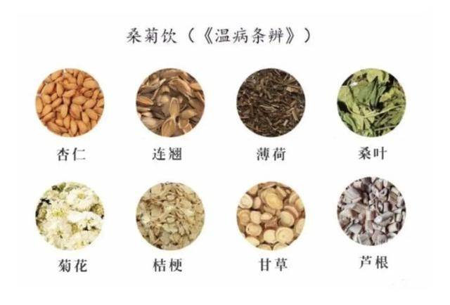 桑菊饮 | 桑菊薄荷饮 | 桑菊薄荷茶