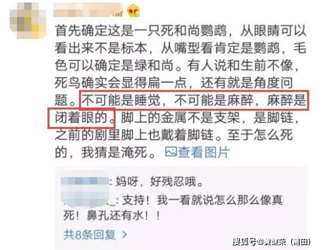 猫咪|于正“虐猫”事件升级：他犯的错，远没有这么简单