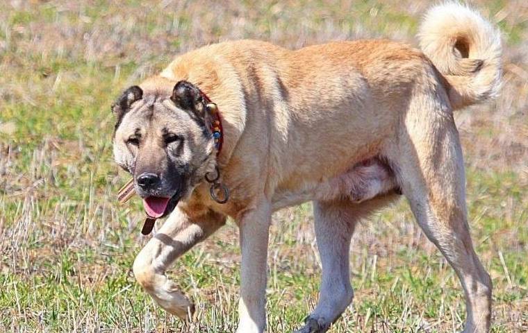 世界上4大兽性猛犬，其中它以杀狼为荣，被称草原屠狼兽
