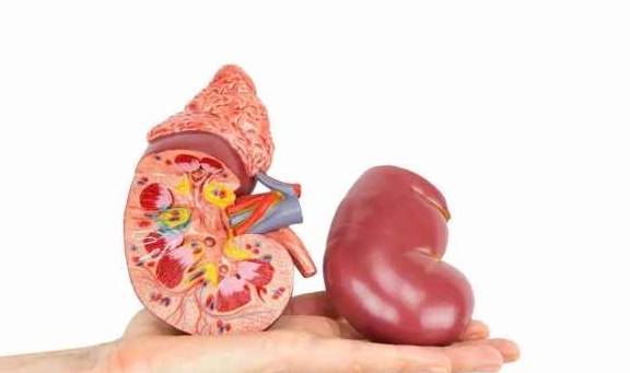 治疗|治疗肾病三步很重要,肾友你做到了几个?