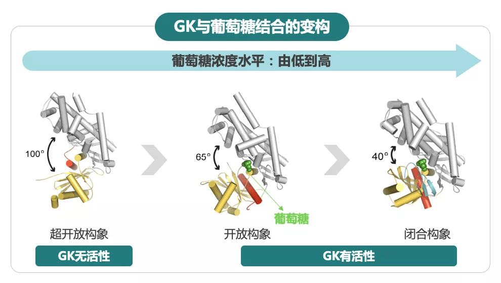 胰岛|葡萄糖激酶（GK）——血糖稳态的“指挥家”，为健康献上一曲交响乐！