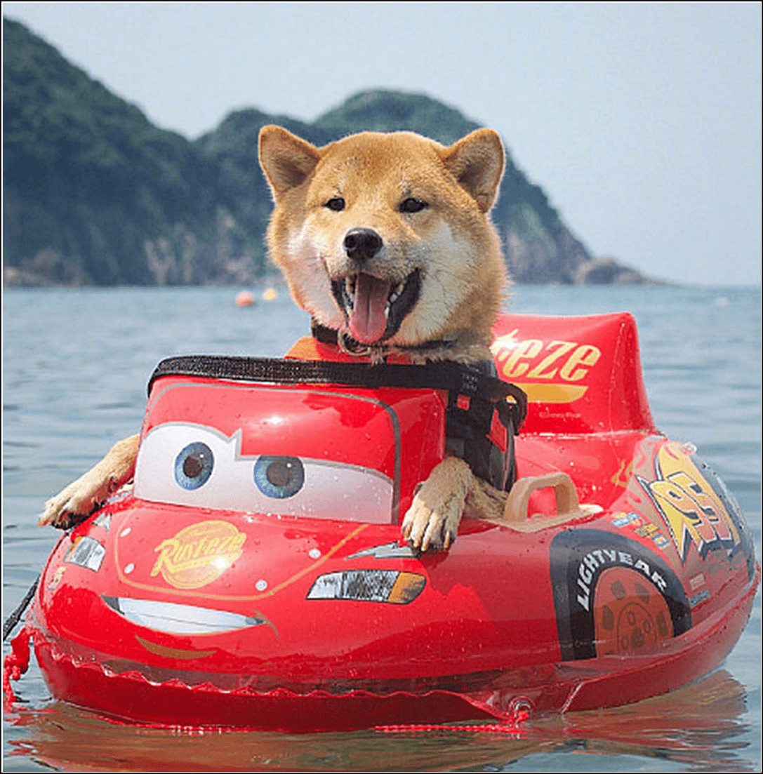 原创男子带柴犬漂流本以为它会害怕结果狗子的表情太搞笑了