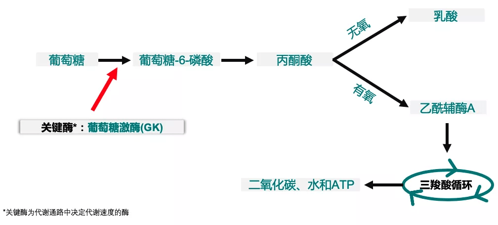 胰岛|葡萄糖激酶（GK）——血糖稳态的“指挥家”，为健康献上一曲交响乐！