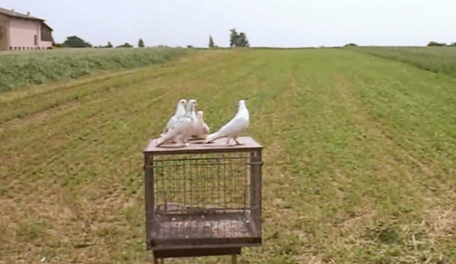 鸽子为什么代表和平