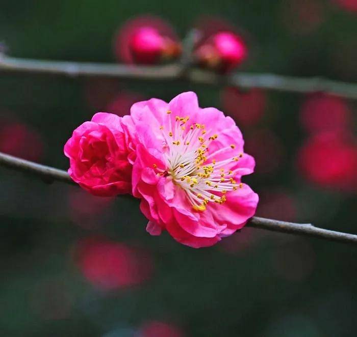 並蒂花養眼養心