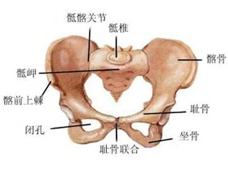 耻骨下弯图片