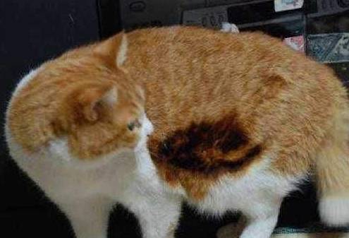 猫咪怎么才粘人 2349ab73d47a406db569673e47fe59a5.jpeg