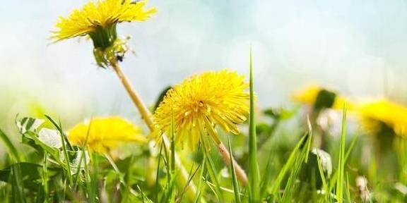 肝脏|肝好了,其他脏器才会好!护肝3宝,为你的肝脏保驾护航!