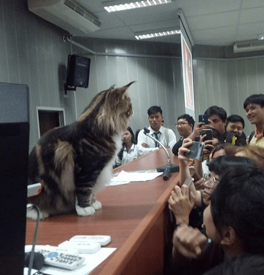 缅因猫突然闯进教室，当着众人做这个动作，师生们立马不淡定了