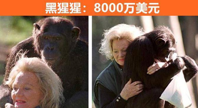 比较出名的动物演员 5e7da9c9479a443c9697d6aaf72f4d3c.jpeg